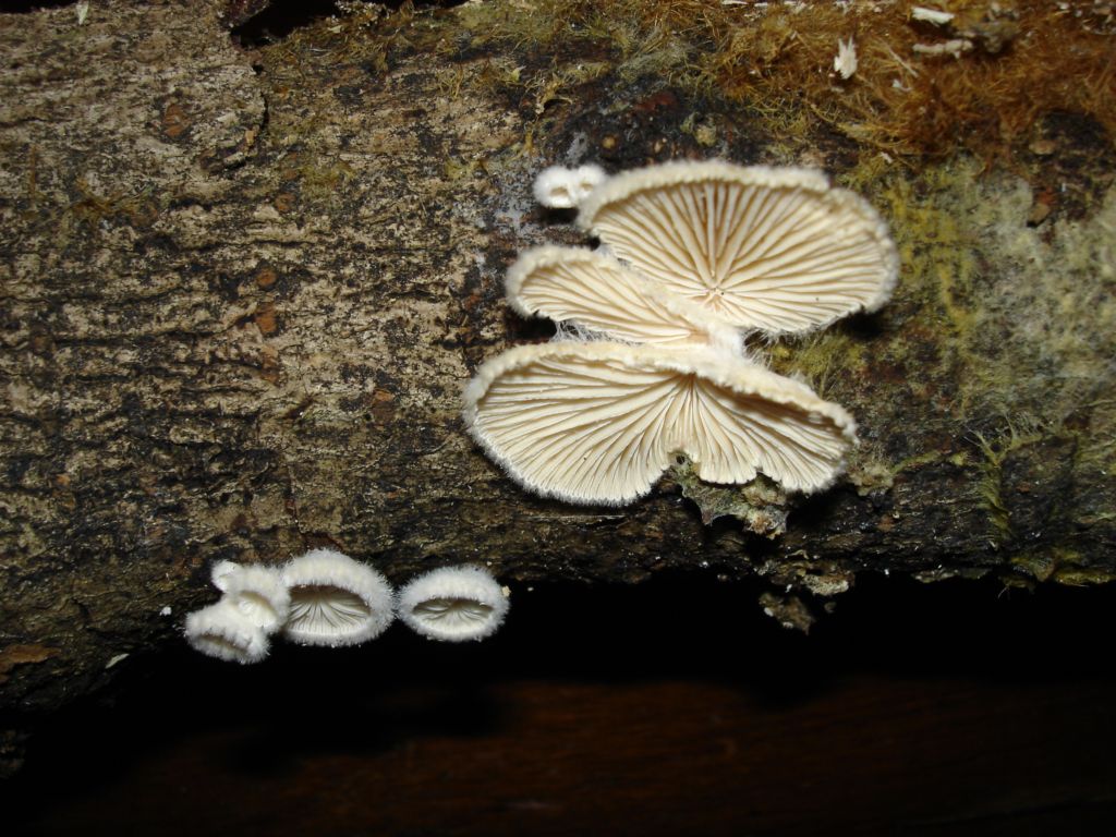 Schizophyllum commune